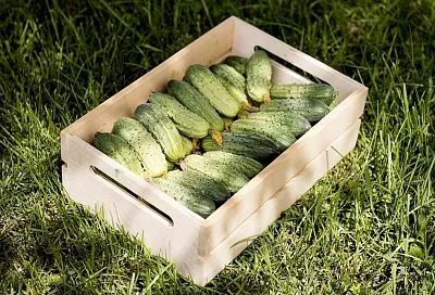 Паника! Бабушка из Краснодара собирает 20 вёдер огурцов без теплицы — все в шоке