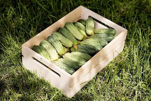 Паника! Бабушка из Краснодара собирает 20 вёдер огурцов без теплицы — все в шоке