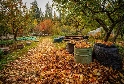 Листья — золото осени: как превратить их в бесплатное удобрение для сада