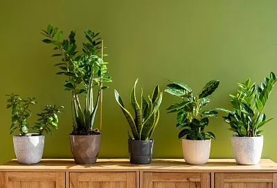 Не трачу деньги на дорогие удобрения - «кормлю» домашние растения самыми дешевыми аптечными препаратами, и они растут как «на дрожжах»