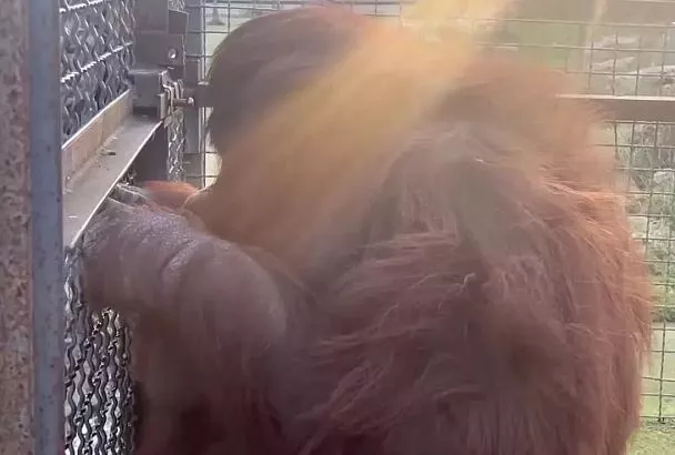 Состояние орангутанга Даны из парка «Тайган» резко ухудшилось после курения вейпа