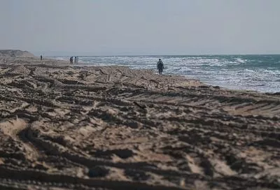 688 дельфинов погибло у побережья Краснодарского края после разлива мазута