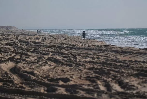 688 дельфинов погибло у побережья Краснодарского края после разлива мазута