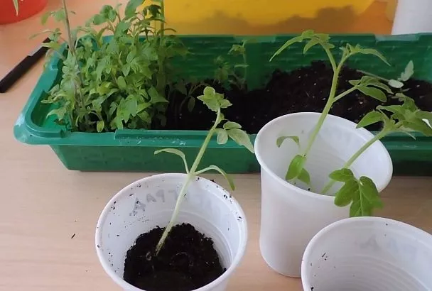 Сделайте пикировку томатов 3 раза так – и получите сильные помидоры: вот почему они станут толще и урожайнее