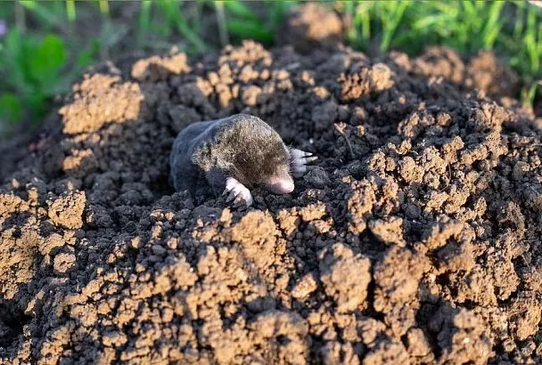 Натурально, гуманно, безопасно: как избавиться от кротов на участке с помощью чеснока и скипидара