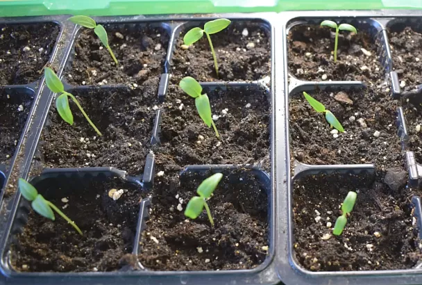 Секрет сильной рассады 2025: как сок алоэ сделает семена перца настоящими супергероями – для ударного урожая.