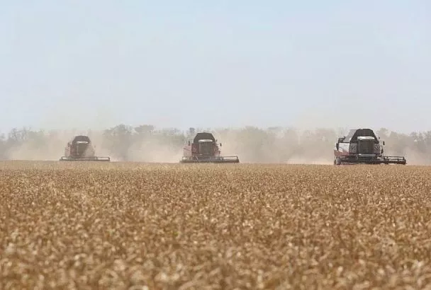 Сельхозпродукт в объеме: кубанский агросектор набирает по всем направлениям