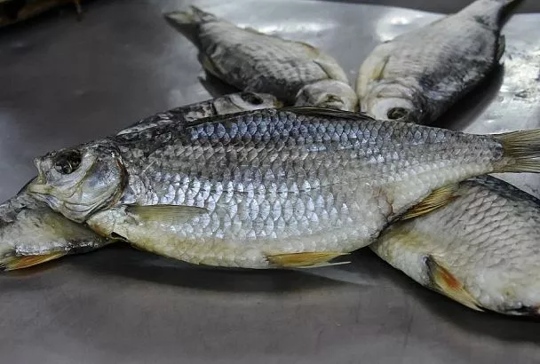 Тарань – вобла: отличаются данные виды рыб или это одно и то же?