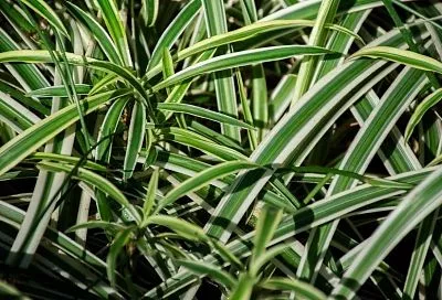 Им нужны тропики. Почему зимой у хлорофитума сохнут кончики листьев и как этот процесс остановить