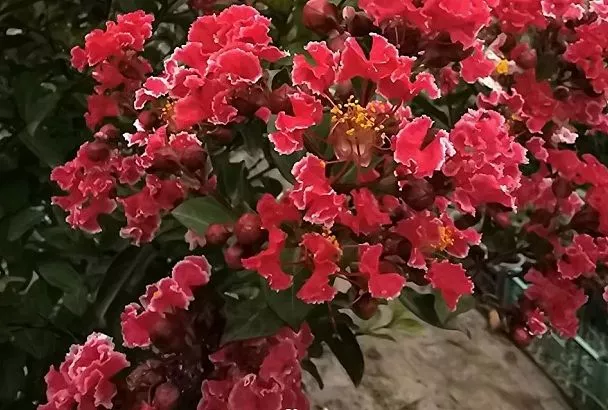 Ей не жарко: лагерстремия — кустарник, который цветёт три месяца на палящем солнце