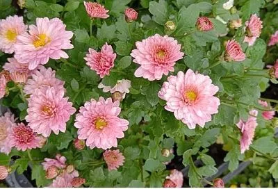 Как перезимовать хризантеме: хозяйка кубанского питомника раскрыла 2 главных правила