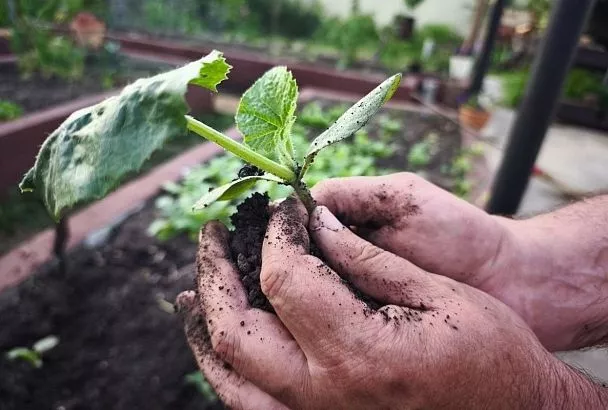 Сколько жители Краснодара потратят на подготовку к дачному сезону