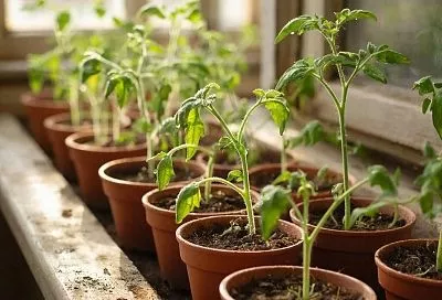 Февральская рассада: 5 культур, которые летом порадуют урожаем и цветами