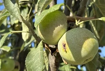 Почему гниют яблоки на дереве: 3 основные болезни, которые губят любимые фрукты