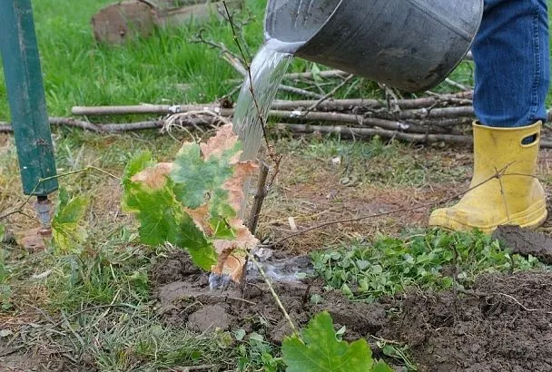 Спасение сада после затяжных холодов: растениям помогут калий и циркон