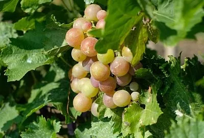 В Новороссийске установлен новый рекорд по сбору винограда – 15 490 тонн