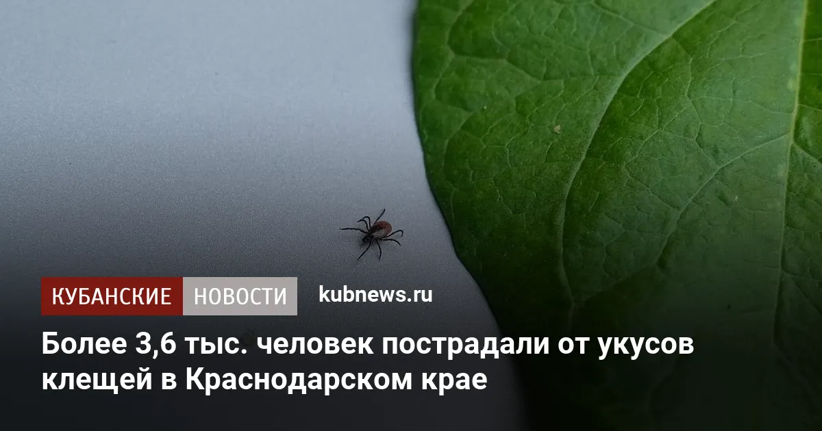 Более 3,6 тыс. человек пострадали от укусов клещей в Краснодарском крае