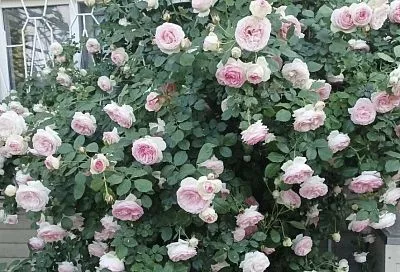 Какие розы будут в тренде в 2026 году: тихое обаяние, ароматы и винтажная романтика