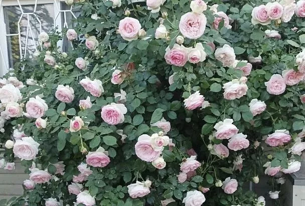 Какие розы будут в тренде в 2026 году: тихое обаяние, ароматы и винтажная романтика