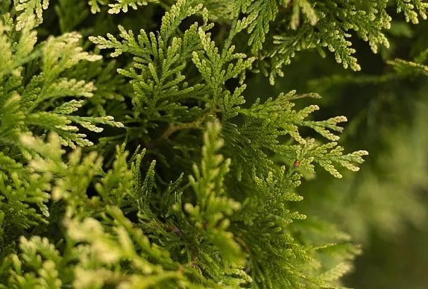 Туи стали желтеть и пропадать, пришлось вызвать дорогого специалиста, он поделился 2 копеечными рецептами, которые помогут хвойникам оставаться зелеными и пышными