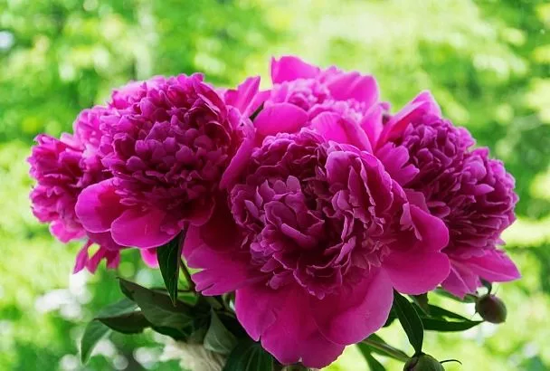 Пионы «грустить» не будут: как правильно обрезать кусты пионов осенью.