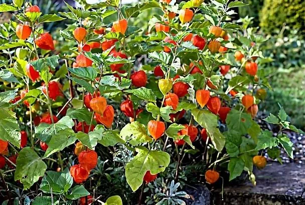 Выращиваем физалис: все о земляничном, овощном и других видах для вашего сада