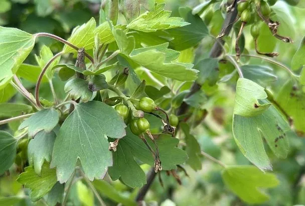 Почему нельзя сажать рядом смородину разных цветов: скрытые проблемы соседства