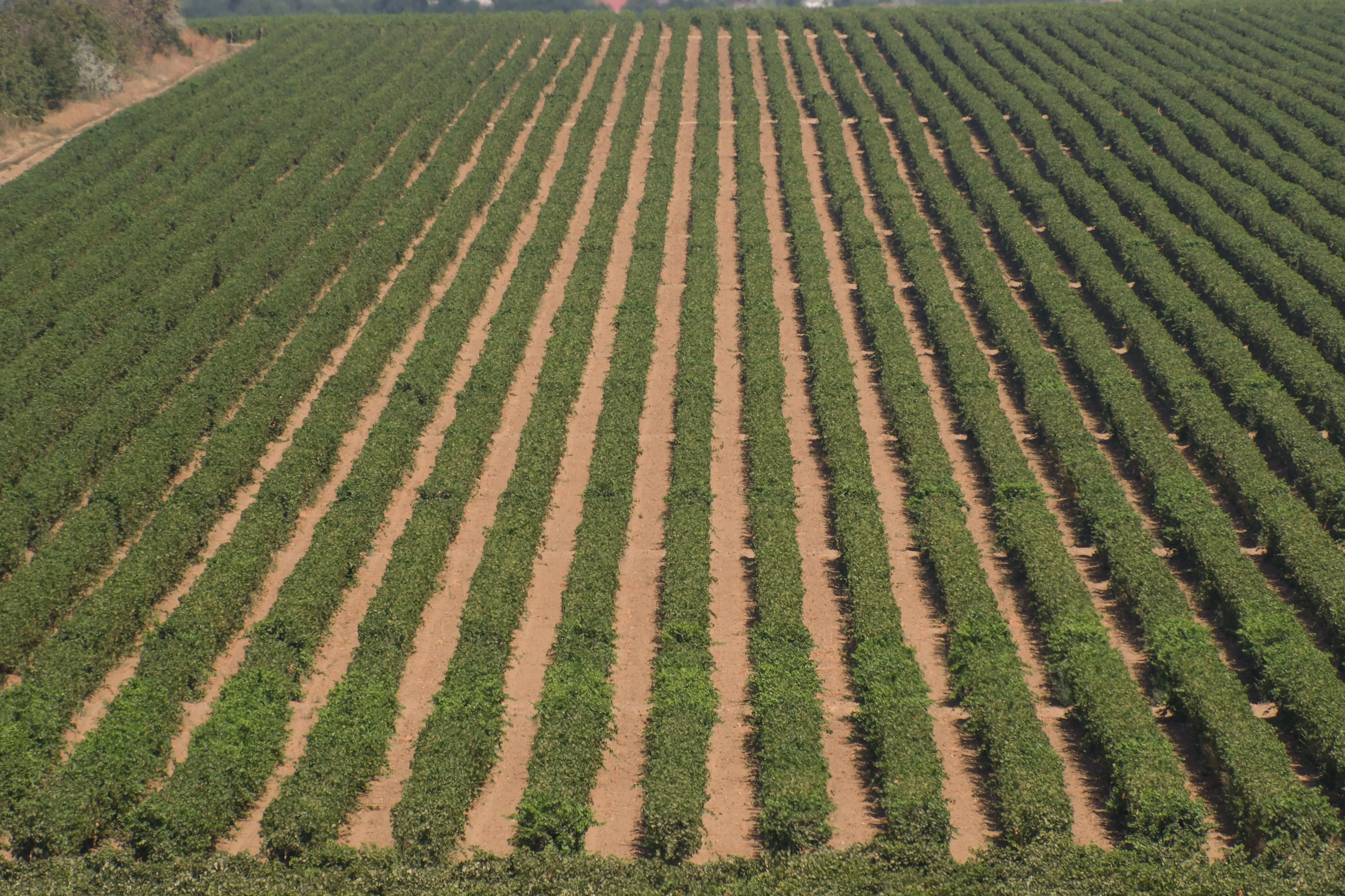 В Новороссийске курортный сезон завершится гастрономическим фестивалем «Черноморская винная неделя»