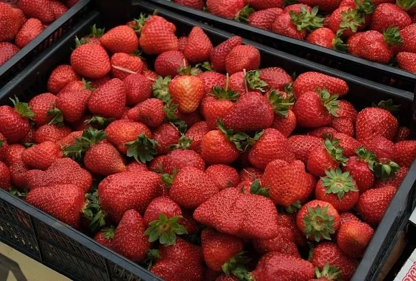 «Ситуацию нужно в корне менять». Мэр Краснодара остался недоволен работой ярмарки на ул. Уральской