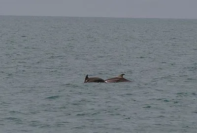 Похолодание пока не отразилось на температуре Черного моря в Краснодарском крае
