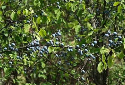 Цветет терн: этот кустарник – настоящий помощник для сада и здоровья человека