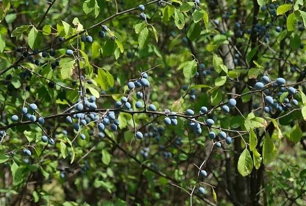 Цветет терн: этот кустарник – настоящий помощник для сада и здоровья человека