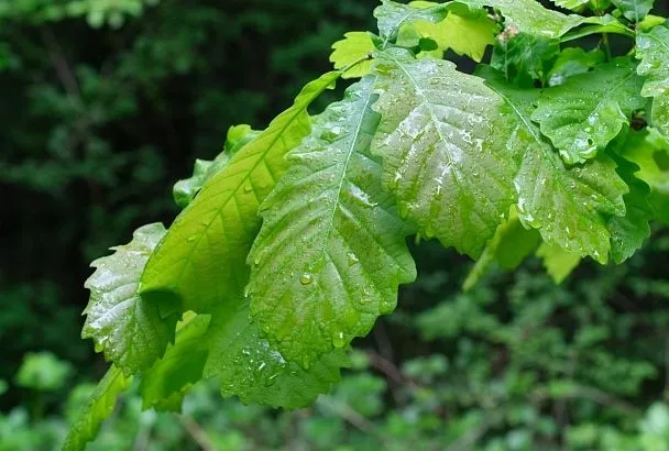 Облака и дожди остудят пекло в Краснодарском крае
