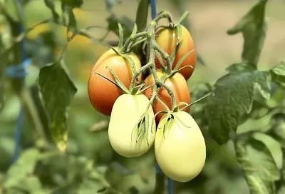 Если перепутали рассаду: как отличить до плодоношения высокорослый томат от низкорослого