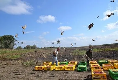 Тысячу фазанов выпустили в естественную среду обитания на территории Славянского района