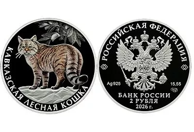 Кавказская лесная кошка появится на новой серебряной монете Банка России
