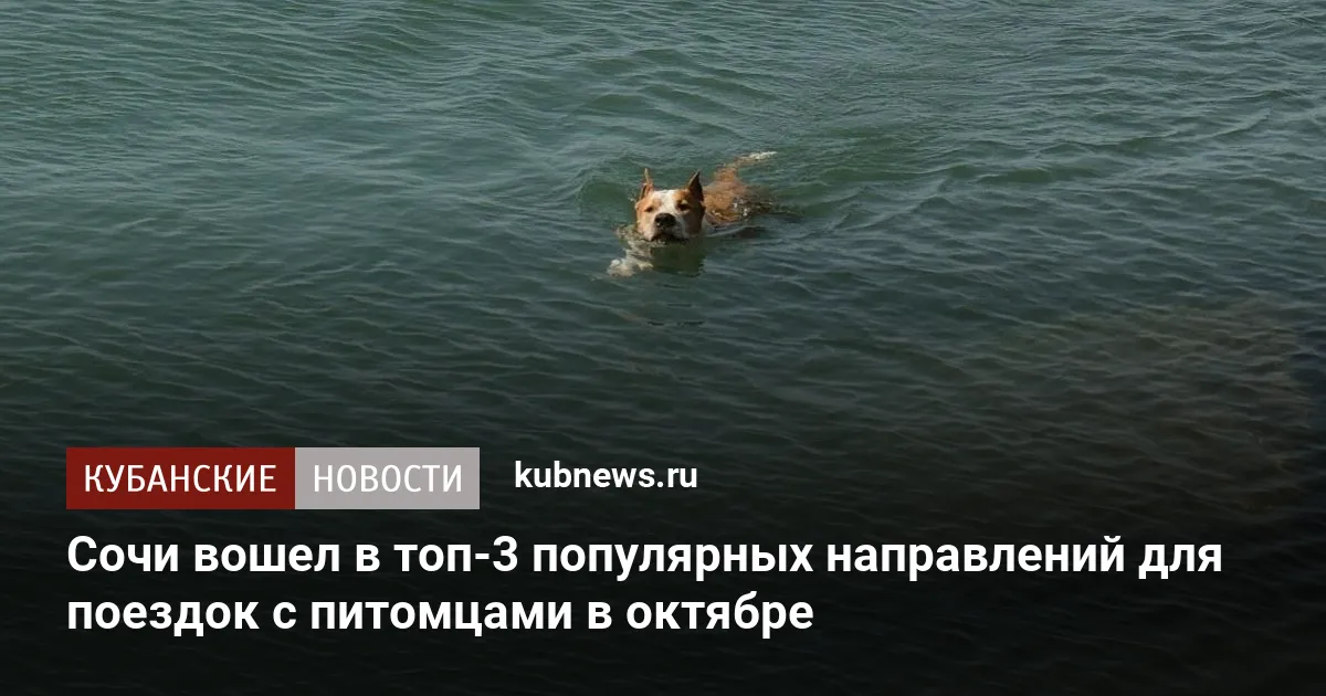 Сочи вошел в топ-3 популярных направлений для поездок с питомцами в октябре