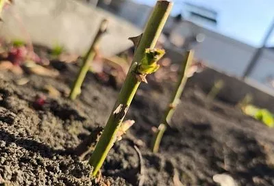 Почему бы и нет: секреты успешного черенкования роз ранней весной