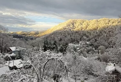 В Сочи рухнувшее дерево проломило крышу дома и упало рядом с детской кроватью