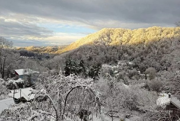 В Сочи рухнувшее дерево проломило крышу дома и упало рядом с детской кроватью