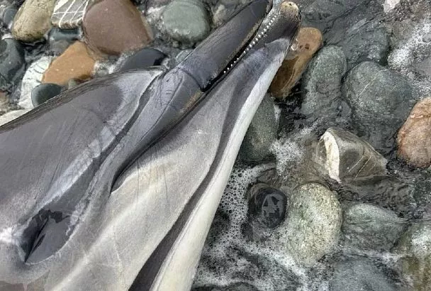 132 погибших дельфина обнаружили на побережье Краснодарского края с начала марта