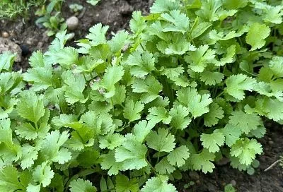 Кинза «носу» не показывает: почему у одних зелень прет, а у других даже не всходит