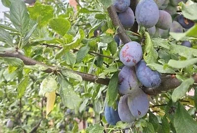 Сливы бывают разные: узнайте тип вашего дерева, чтобы обрезать правильно