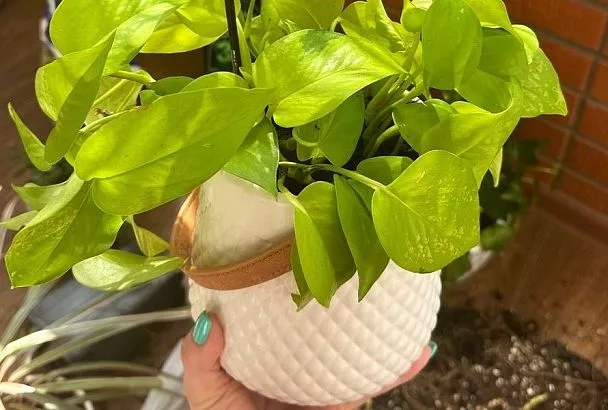 Полезен ли сахар комнатным растениям: мифы и реальные факты