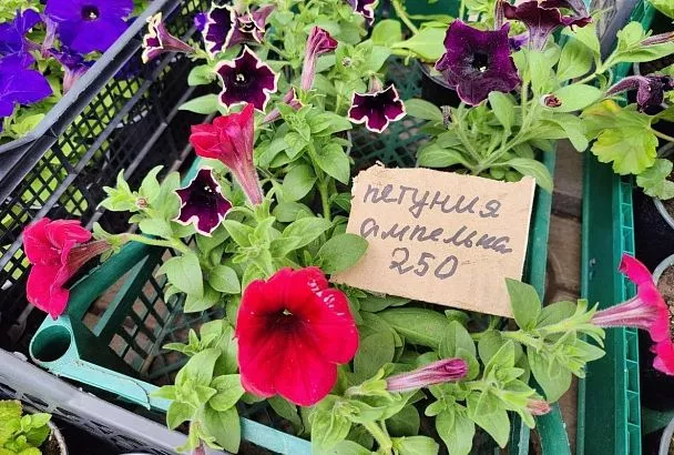 Многолетники vs Однолетники: Что Выгоднее? Сравнили Затраты за 5 Лет 