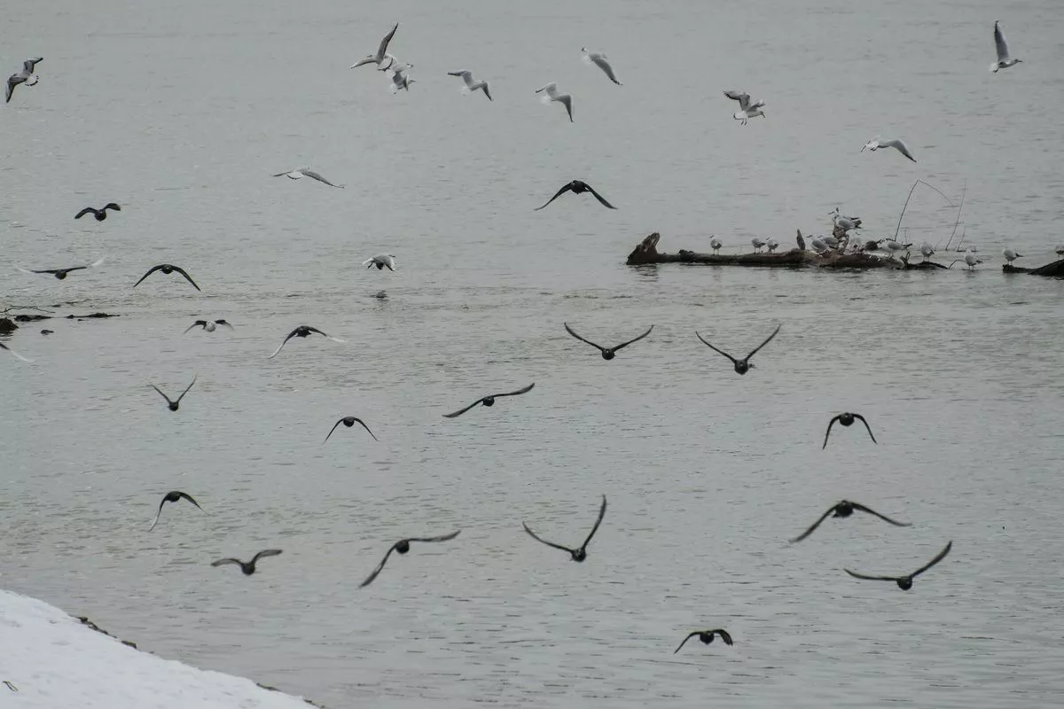Купания на Крещение в водоемах Краснодара за пределами отведенных мест и ночью запрещены