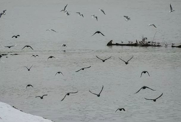 Купания на Крещение в водоемах Краснодара за пределами отведенных мест и ночью запрещены
