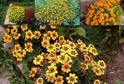 Топ-3 бархатцев тонколистных для весны 2025: они легко сделают ваш сад самым красивым — и пусть все завидуют