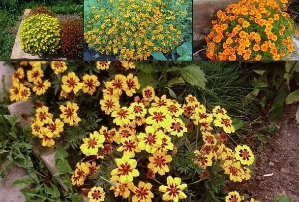 Топ-3 бархатцев тонколистных для весны 2025: они легко сделают ваш сад самым красивым — и пусть все завидуют