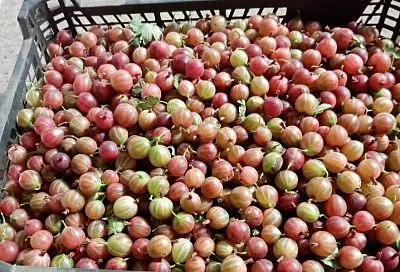 Чтобы ягоды были крупные и сочные, не надо жалеть ветки: правила весенней обрезки крыжовника